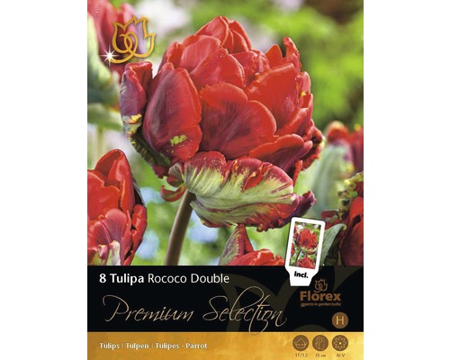 Tulipány plnokvěté Premium 'Rococo Double' 11/12 8 ks