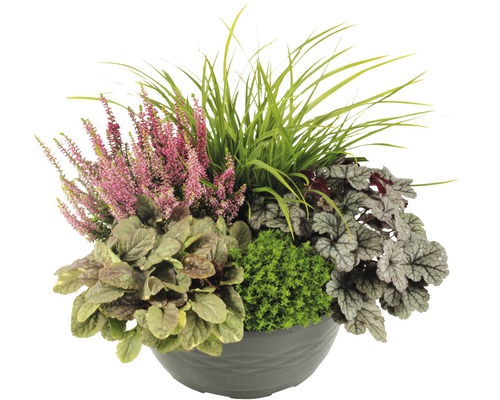 Dekorativní podzimní rostliny v šedém květináči