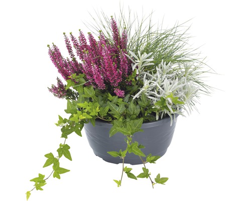 Květinové aranžmá s vřesem, břečťanem a okrasnou trávou v květináči