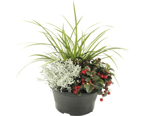 Květináč osázený okrasnými rostlinami