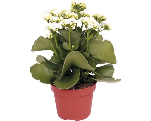 Kolopejka vděčná FloraSelf Kalanchoe blossfeldiana 10-15 cm květináč Ø 7 cm 1 ks, různé barvy