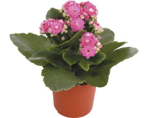 Kalanchoe rostlina s růžovými květy v květináči