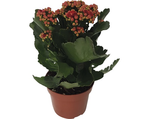 Kolopejka vděčná červená Kalanchoe blossfeldiana 'Calandiva' 20-25 cm květináč Ø 12 cm