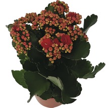 Kolopejka vděčná Kalanchoe blossfeldiana 'Calandiva' 20-25 cm červená Ø 12 cm květináč-thumb-1