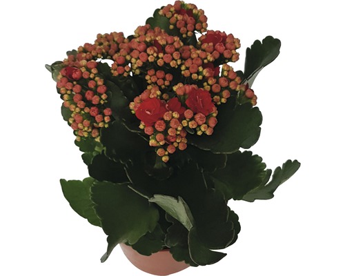Kalanchoe pokojová rostlina v květináči