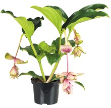 Kvetoucí rostlina Medinilla v květináči