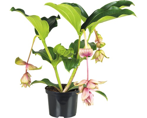 Kvetoucí rostlina Medinilla v květináči