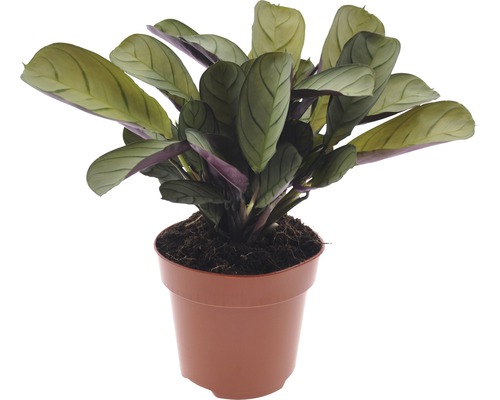 Ktenante FloraSelf Ctenanthe burle-marxii 'Amagris' 20-30 cm květináč Ø 12 cm Maranty pokojová rostlina v květináči