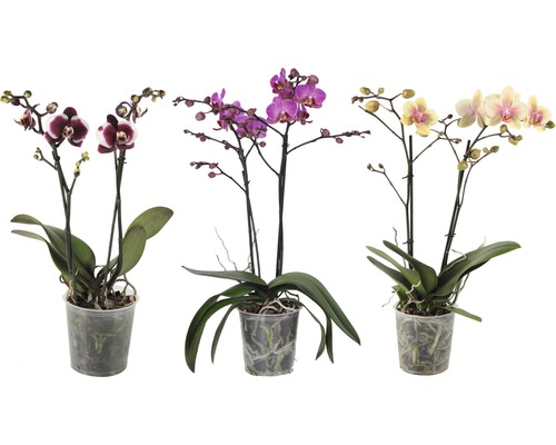 Moýlí orchidej FloraSelf Phalaenopsis-kultivar výška 40-55 cm květináč Ø 12 cm 1 ks, různé barvy, speciální druhy