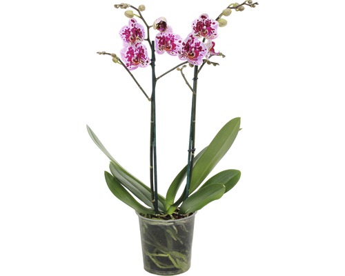 Skvrnitá orchidej v květináči