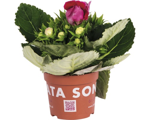 Gloxínie FloraSelf Gloxinia perennis 20-25 cm květináč Ø 12 cm, různé druhy Gloxínie v květináči s purpurově červenými květy