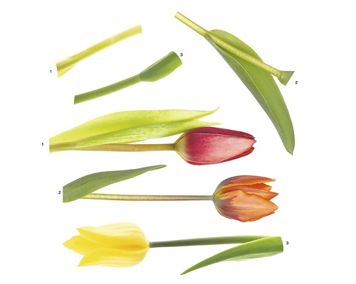 Ilustrace květů a listů tulipánů pro ilustraci vývojových stádií.