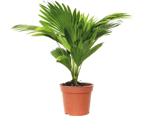 Livistonie FloraSelf Livistona rotundifolia výška cca 65 cm květináč Ø 17 cm Žumara v květináči