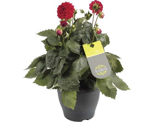 Jiřina v květináči s etiketou SUNIQ