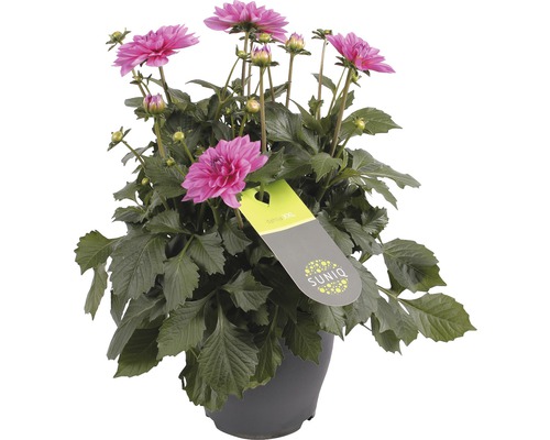 Růžová jiřina v květináči s logem Suniq