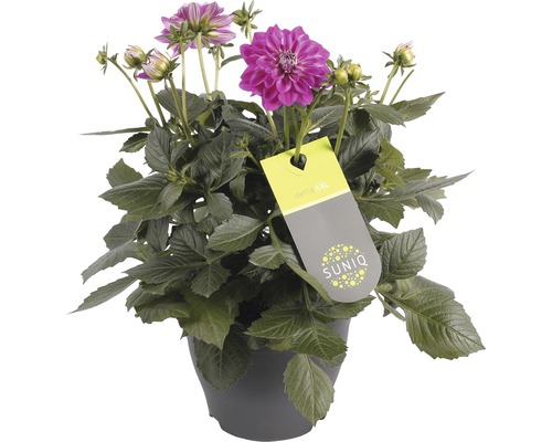 Jiřina v květináči s etiketou SUNIQ