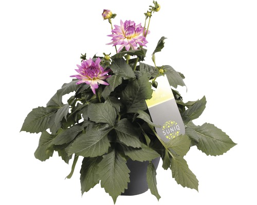 Jiřina v květináči se zelenými listy a květy