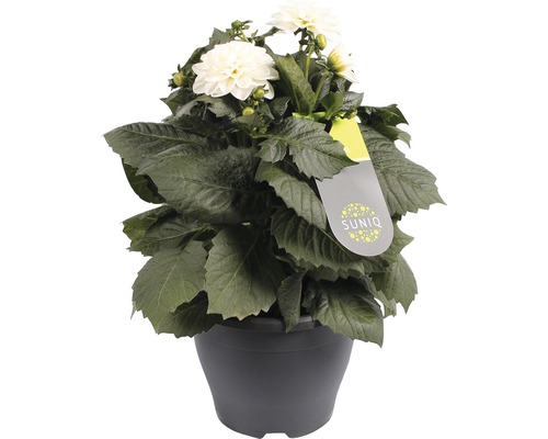 Jiřina v květináči s bílými květy a zelenými listy