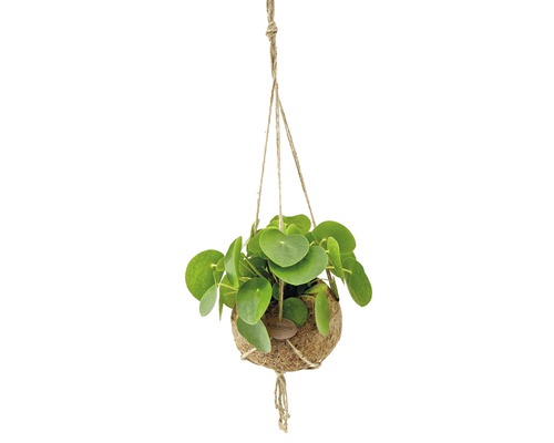 Kokodama Pilea pepřincová v závěsném květináči FloraSelf výška cca 25 cm květináč Ø 25 cm Kokodama Pilea pepřincová v závěsném květináči FloraSelf výška cca 25 cm květináč Ø 25 cm