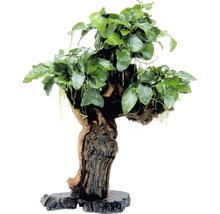 Akvarijní rostlina na kořenovém dřevě