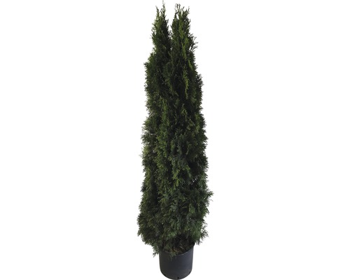 Živá zerav v květináči