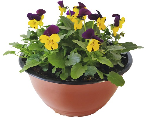 Macešky v květináči