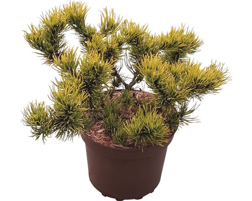 Borovice kleč FloraSelf Pinus mugo 'Carstens Wintergold' výška 25-30 květináč cm 4 l