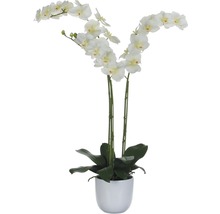 Dekorativní bílá orchidej v bílém květináči