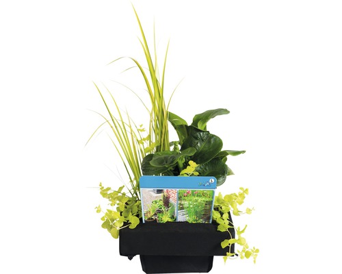 Sada jezírkových rostlin v černém květináči s různými vodními rostlinami.