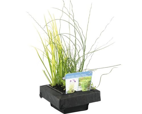 Květináč s různými vodními rostlinami pro zahradní jezírko