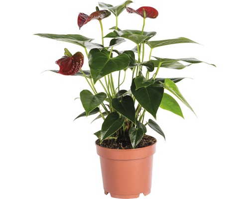Toulitka, anturie červená FloraSelf Anthurium andreanum 35-40 cm květináč Ø 12 cm Květina anturie v květináči