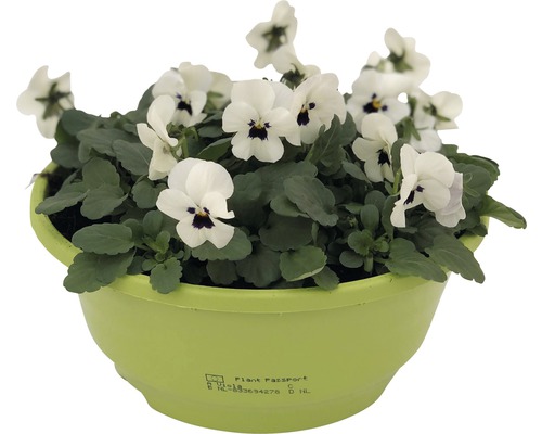 Fialka ostruhatá v květináči