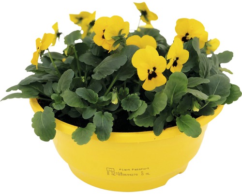 Žluté macešky v žlutém květináči.