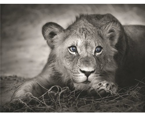 Obraz Decopanel Little Lion 50x70 cm