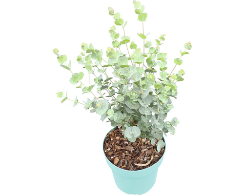 Eukalyptus FloraSelf Eukalyptus gunnii 'Azura' výška 30-40 cm květináč Ø 17 cm Eukalyptová rostlina v květináči
