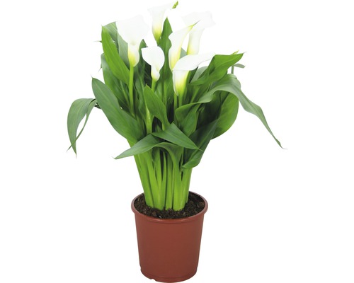 Kala, kornoutice FloraSelf Zantedeschia 'Crystal Blush' 40-45 cm květináč Ø 13 cm bílá