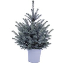 Smrk pichlavý v květináči