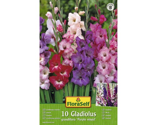 Gladioly FloraSelf Gladiolus grandiflora 'Purple' směs 10 ks