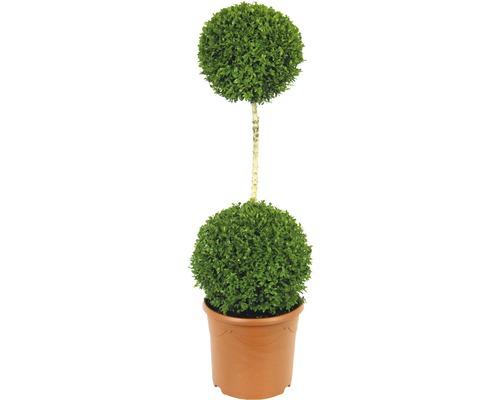Zimostráz kmínek 2 koule FloraSelf Buxus sempervirens 110-120 cm květináč 12 l Zimostráz ve květináči se dvěma koulemi