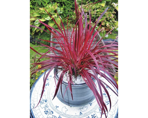 Purpurová kosatcovitá rostlina v květináči na zahradním stole