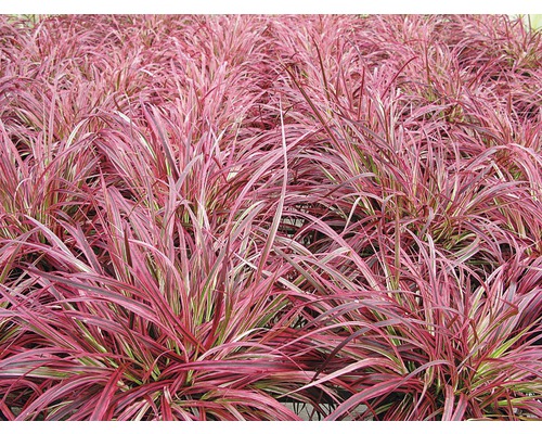 Detailní pohled na červené okrasné trávy