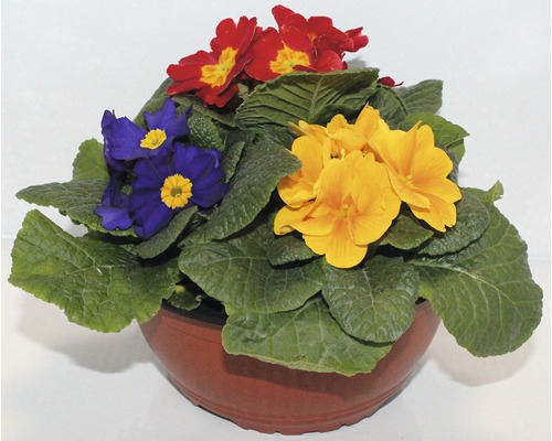 Prvosenka Primula miska Ø 20 cm, různé barvy