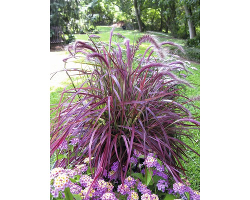 Dochan psárkovitý červený FloraSelf Pennisetum x advena 'Fireworks' 10-60 cm květináč 3 l