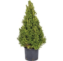 Kuželovitý smrk v květináči