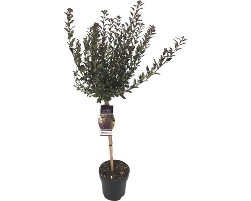Tavola kalinolistá na kmínku FloraSelf Physocarpus opulifolius 'Little' výška kmene 50 cm květináč 3 l
