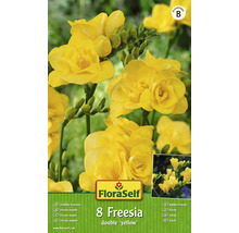 Balení plnokvětých žlutých frézií značky FloraSelf, 8 kusů