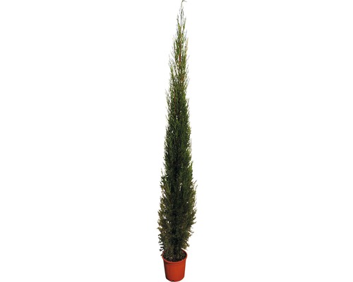 Cypřiš stálezelený FloraSelf Cupressus sempervierens 'Pyramidalis' 160 – 180 cm květináč 15 l