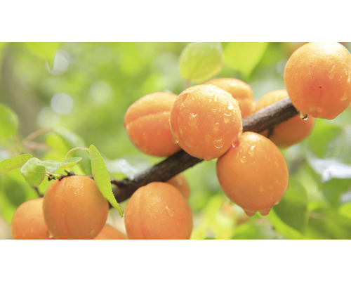 Meruňka zakrslá FloraSelf Bio Prunus armeniaca 'Orange Beauty' kmínek 40 cm celková výška 60-80 cm květináč 7,5 l