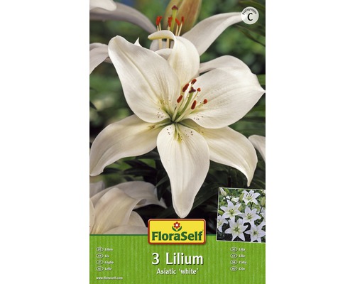 Lilie asijská bílá Floraself 3 ks