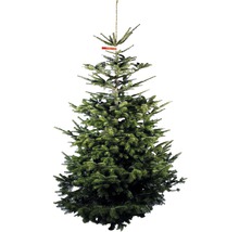 Jedle kavkazská s kmenem